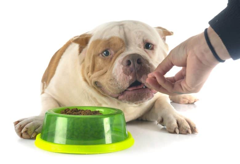 American Bully being fed