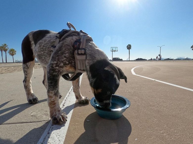 Feeding your Blue Heeler Lab mix dog
