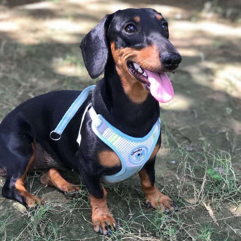 A female Dachshund dog wearing a light blue dog harness