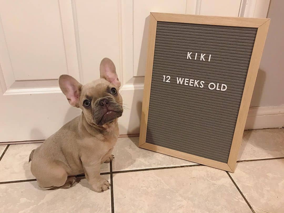 what-are-the-best-french-bulldog-names-for-your-frenchie-pup-k9-web