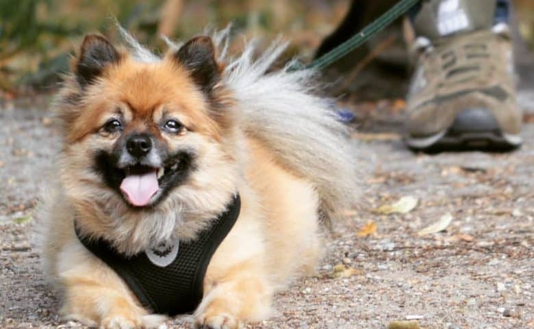 A beaming German Pom laying down wearing a harness