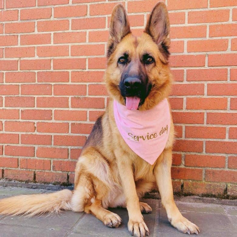 A female German Shepherd sitting with pink bandana