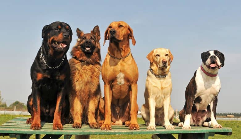 Five big dogs sitting on a wooden plank