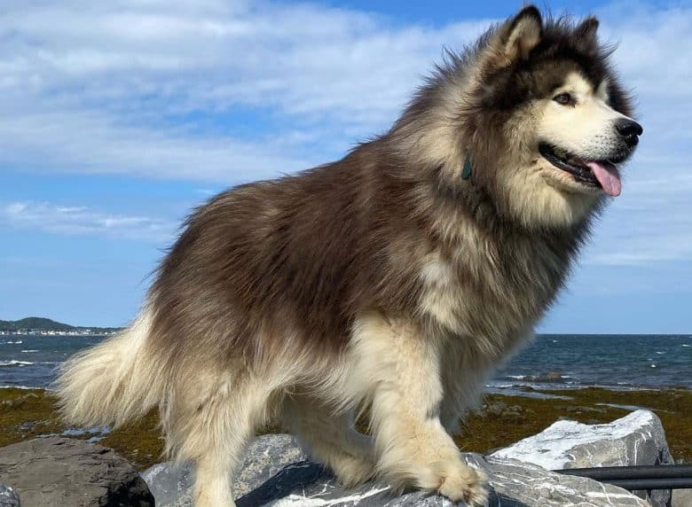 Fluffy Alaskan Malamute dog at the top of rock