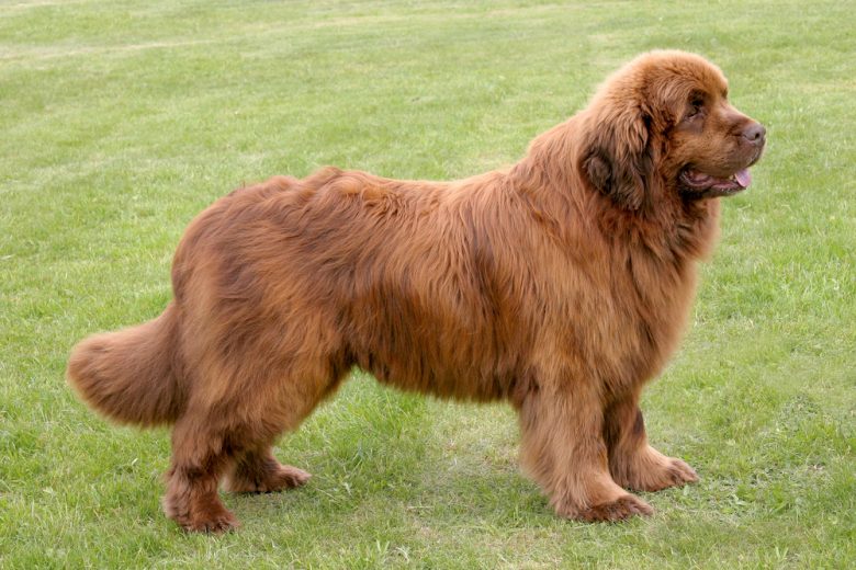 A brown big Newfie standing on the grass