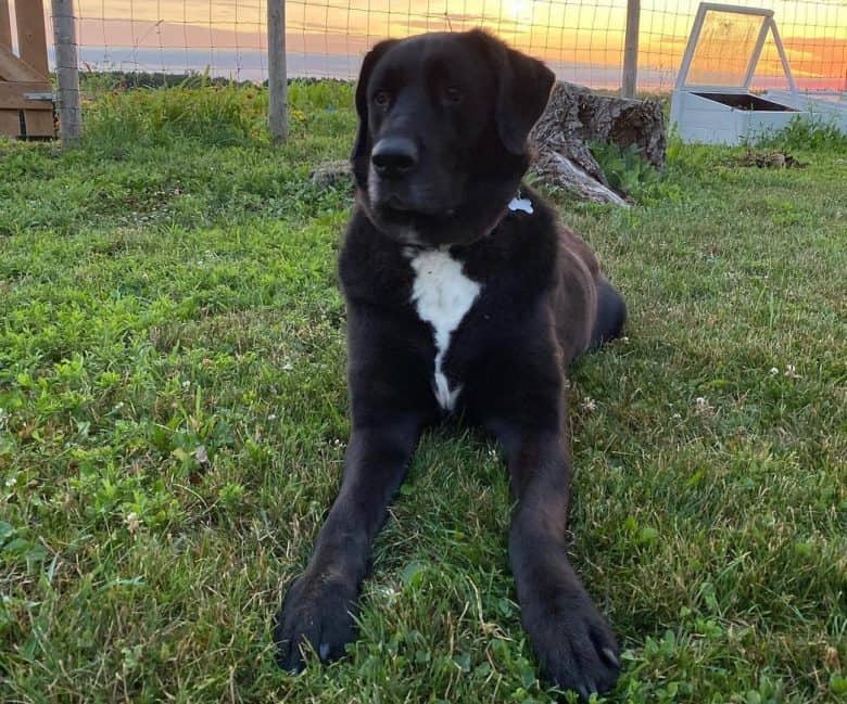 A cuddly Great Dane Newfoundland lounging outside on the grass