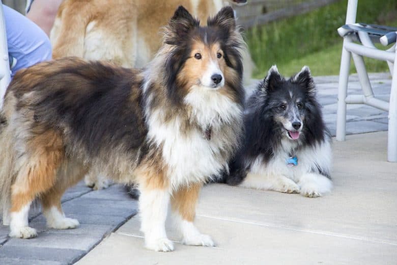A tri color and black and white Mini Sheltie enjoying outdoors