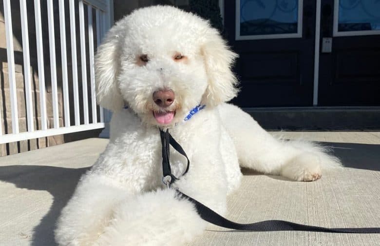 A cuddly White Retriever Poodle mix laying down