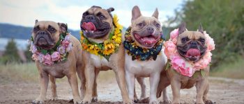 Four French Bulldog dogs with flower wreaths around their neck