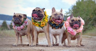 Four French Bulldog dogs with flower wreaths around their neck
