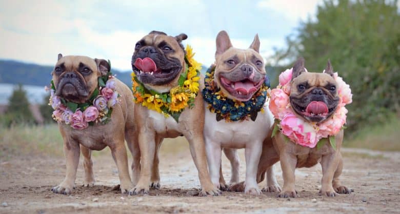 Four French Bulldog dogs with flower wreaths around their neck