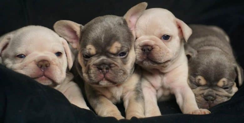 Four little French Bulldog puppies
