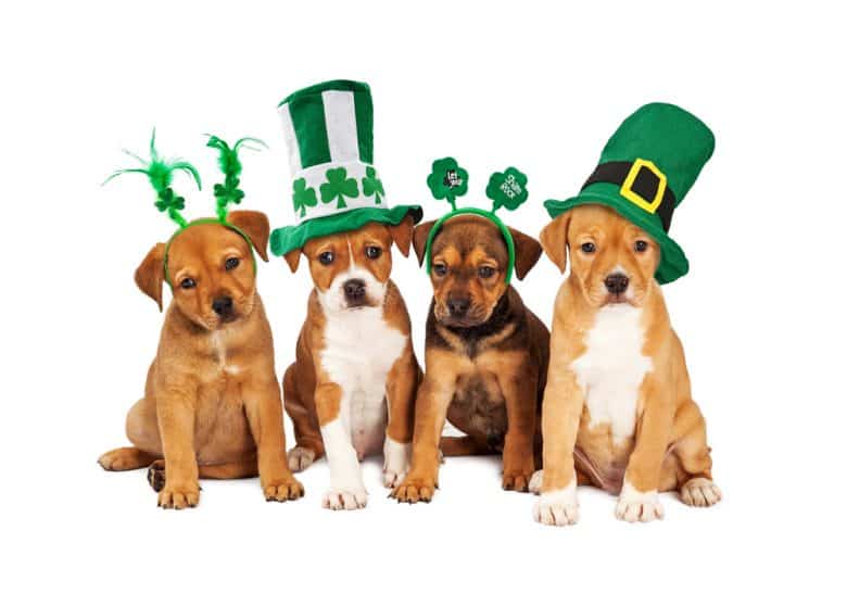 Four different dogs wearing St. Patrick's hats