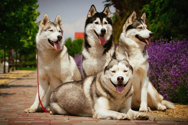 Four goofy Siberian Huskies posing for a portrait with lavender behind