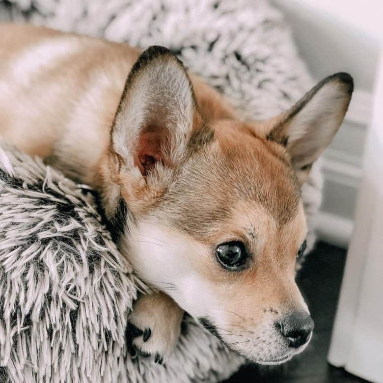 A French Pomerdog with fox-like ears