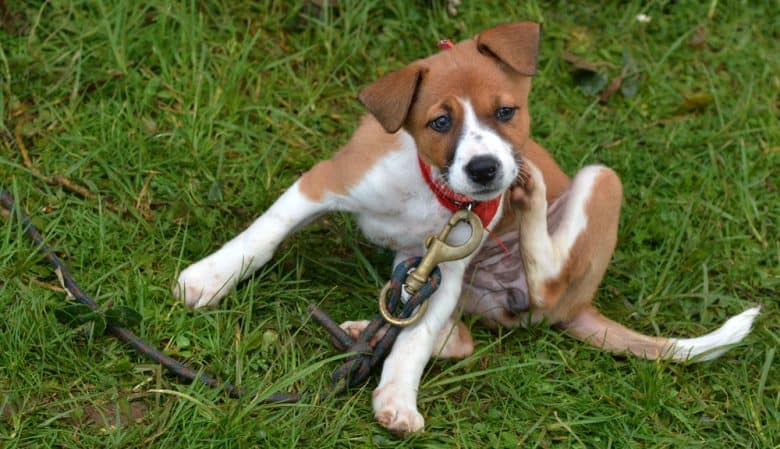 Foxhound dog sitting and scratching on the grass