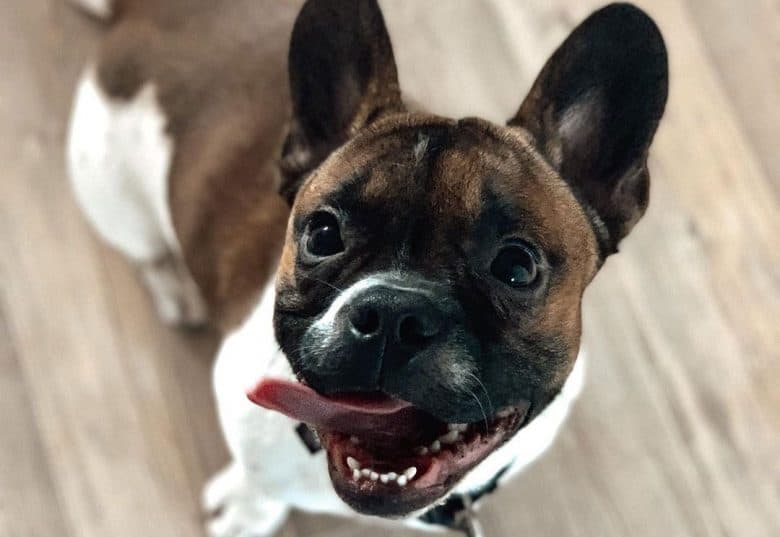 French Bulldog Jack Russell Terrier mix dog excited for food
