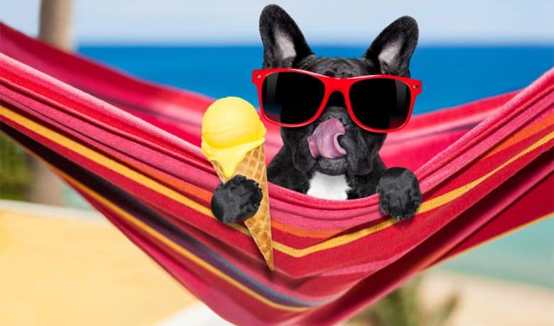 French Bulldog on hammock eating an ice cream