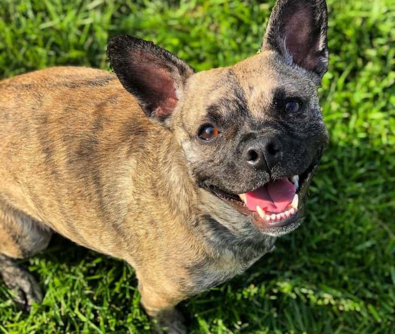 French Bulldog Poodle mix dog portrait