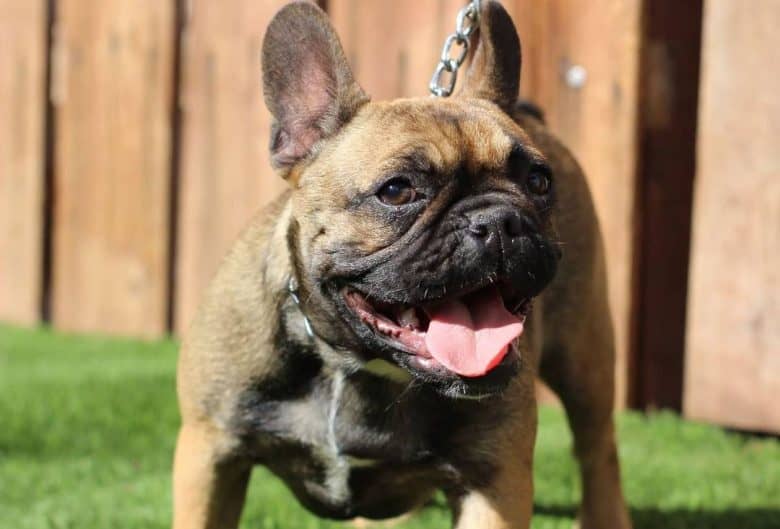 French Bulldog with a chain leash