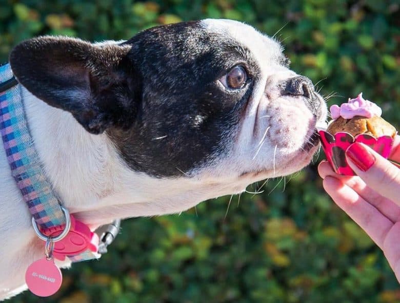 A Frenchie eating and sniffing a muffin