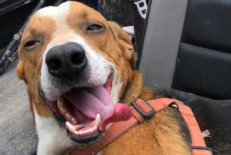 A hilarious Grey Houndgle smiling with tongue out