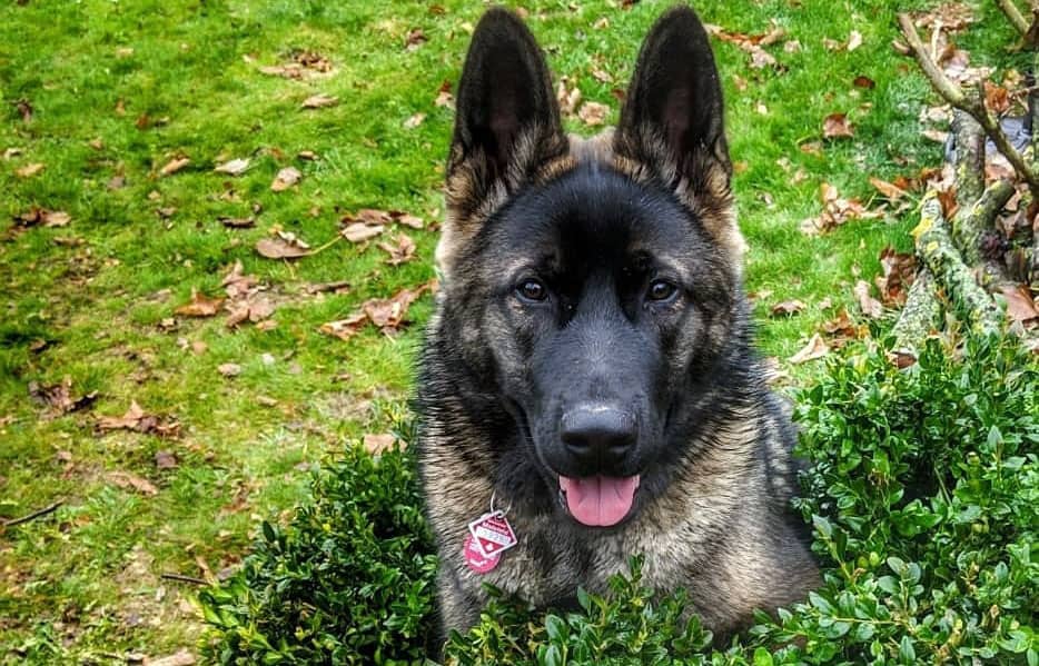 Akita Mixes 25 Different Akita Inu Crossbreeds K9 