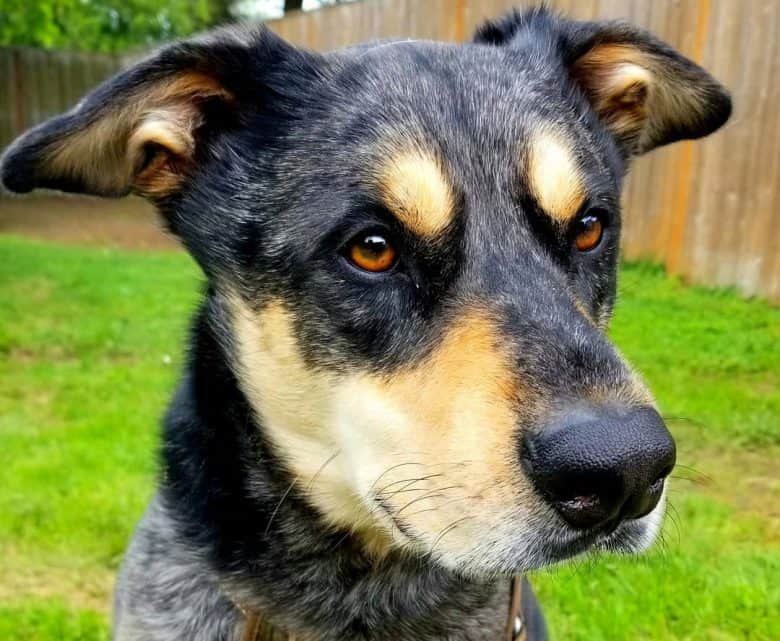 German Shepherd Blue Heeler mix dog portrait