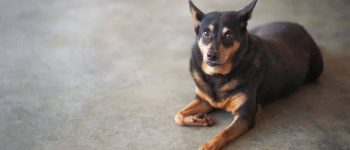 a German Shepherd Chihuahua mix laying down