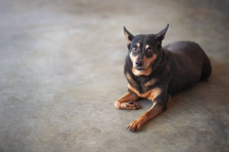 A German Shepherd Chihuahua mix laying down