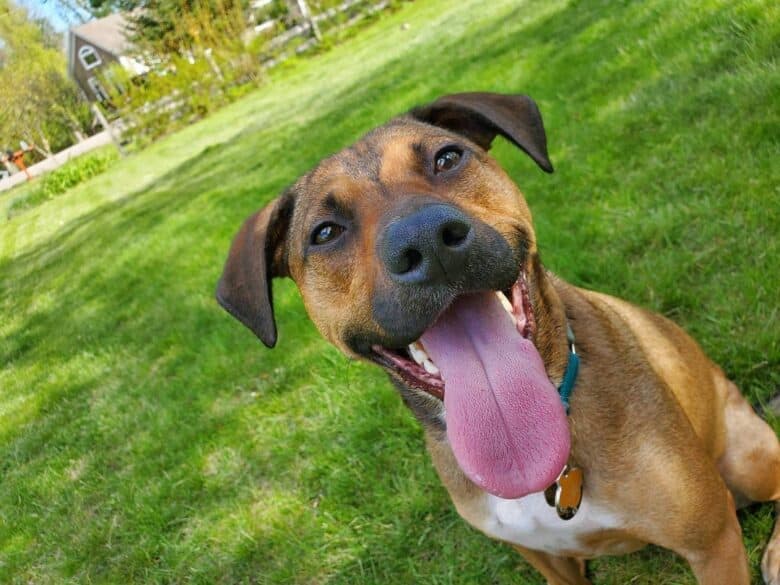 A German Shepherd Dachshund mix smiling