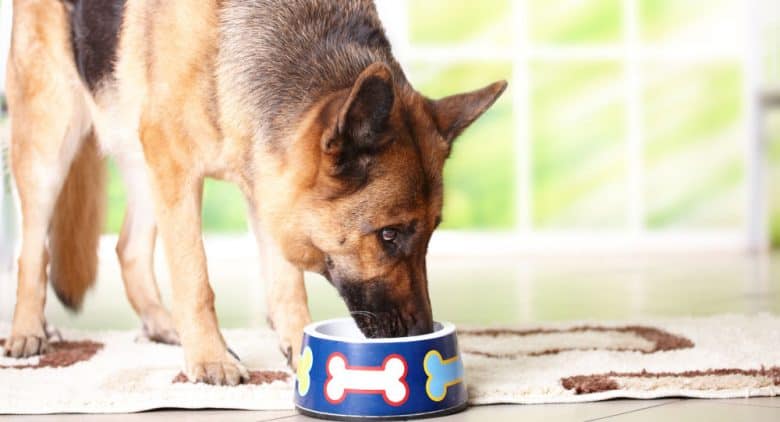 German Shepherd dog eating food from bowl