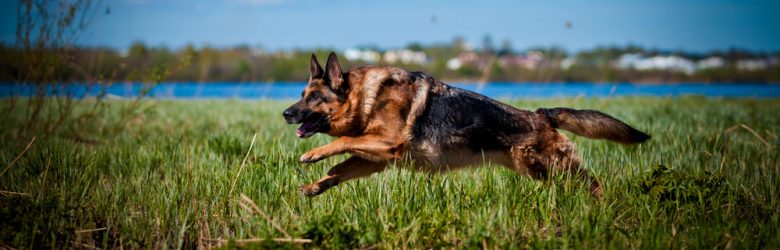 German Shepherd dog running on the grass
