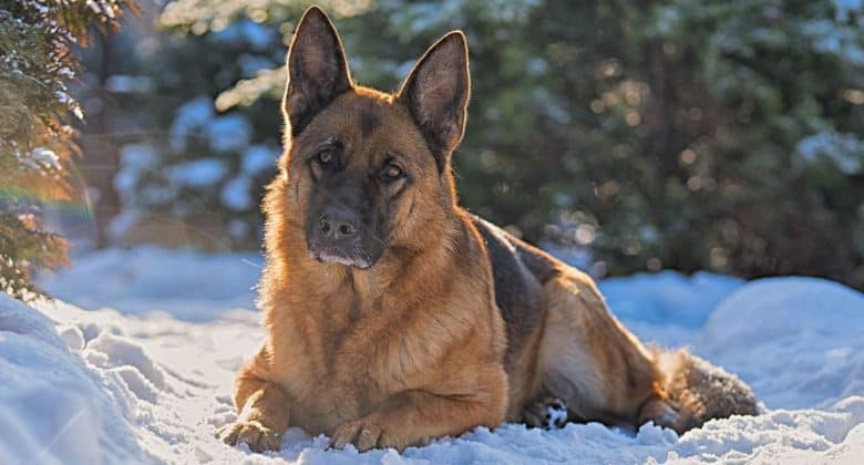 German Shepherd dog lying on the snow