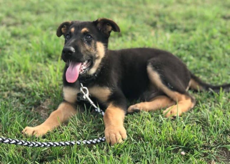 A German Shepherd puppy laying on the grass