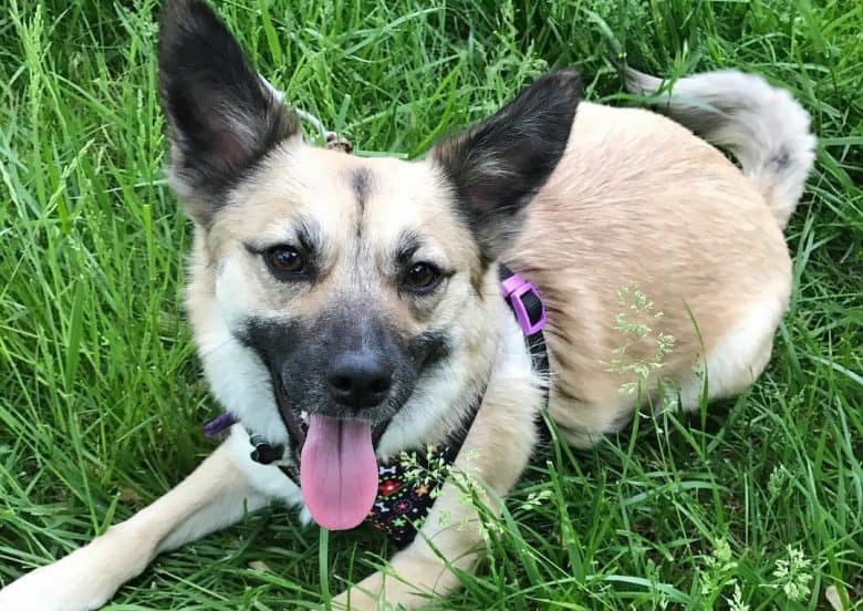 German Shepherd Shiba Inu mix dog lying on the grass