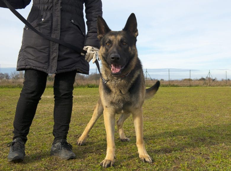 A German Shepherd standing with owner holding its leash