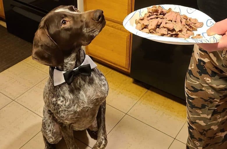 A German Shorthaired Pointer standing and waiting for his steak