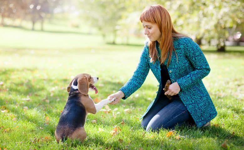 Girl playing with her Beagle dog in autumn park