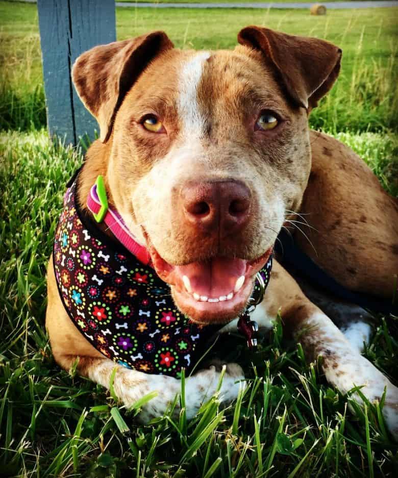 A gleeful Pitbull Catahoula Leopard mix wearing a scarf