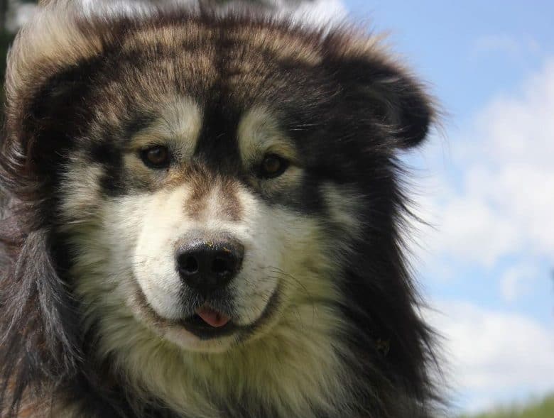 Goggle marked Alaskan Malamute dog portrait