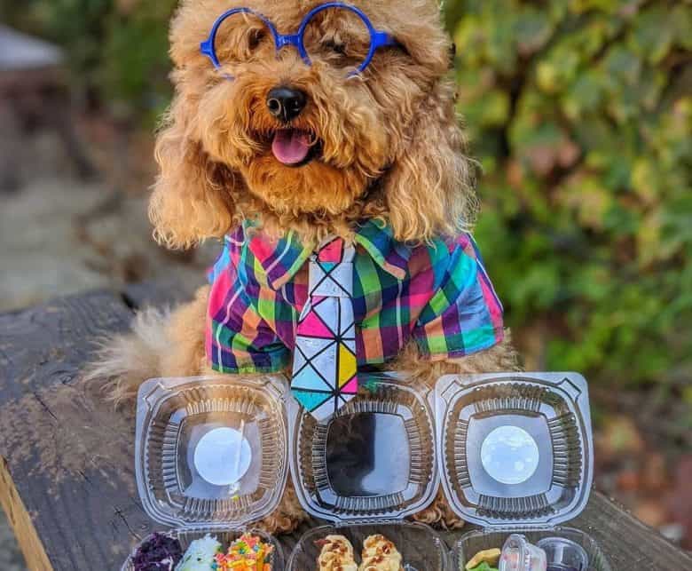 Golden Doodle dog showcasing delicious twinkies