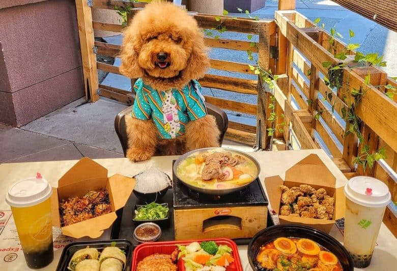 Golden Doodle in the table with full of food and drinks