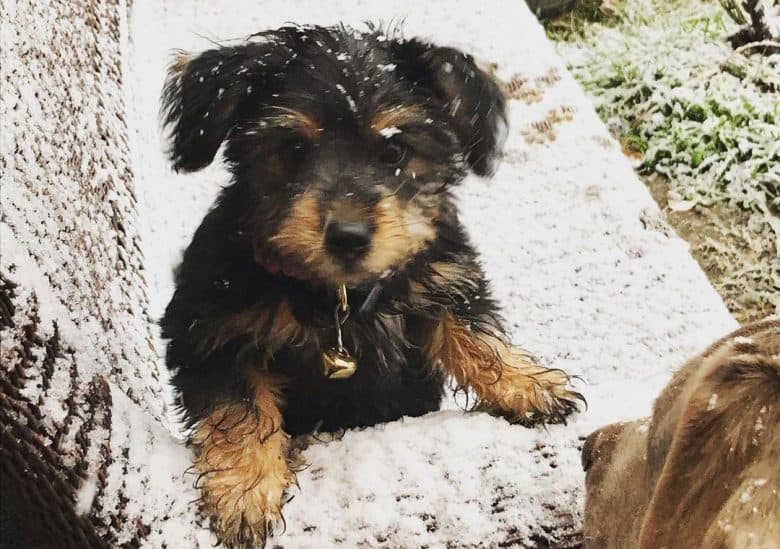 Golden Retriever and Yorkie mix dog in a snowy bench
