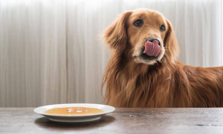 Golden Retriever eating wet food on the plate