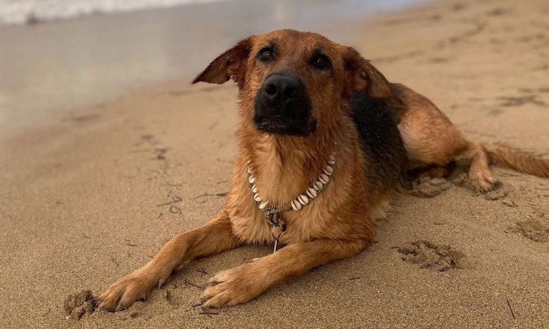 Golden Retriever German Shepherd mix dog enjoying the beach