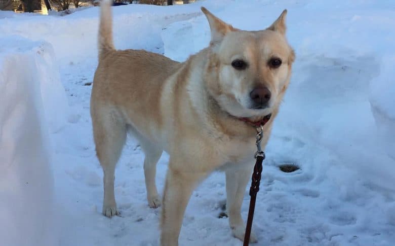 Golden Retriever Jack Russell Terrier mix dog enjoying the snow