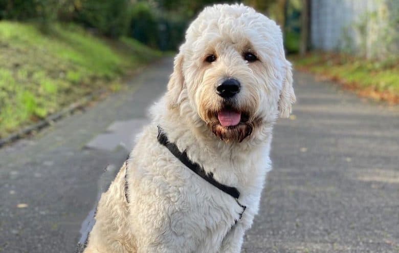 Golden Retriever Poodle mix dog portrait