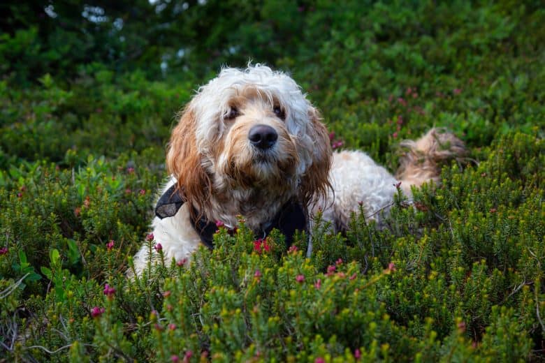 A Golden Retriever Poodle mix laying on a garden