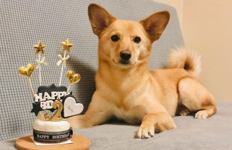 Shiba inu miniature deals pinscher mix
